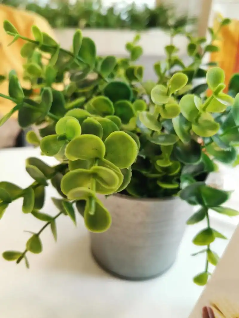 大家可能听过碰碰香这个名字,又或者被人唤作绒毛香茶菜.