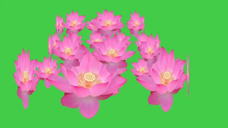 金字塔形旋转的莲花_1920x1080_高清视频素材下载(编号:2407971)_影视