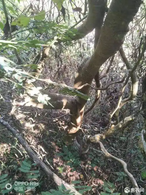 大量出售过江龙新鲜货,干货机切片,可按照客户要求做货