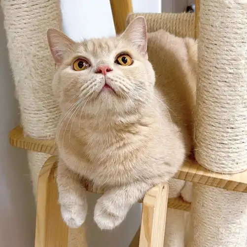 乖巧温顺的乳色英短找家深圳无偿有责领养