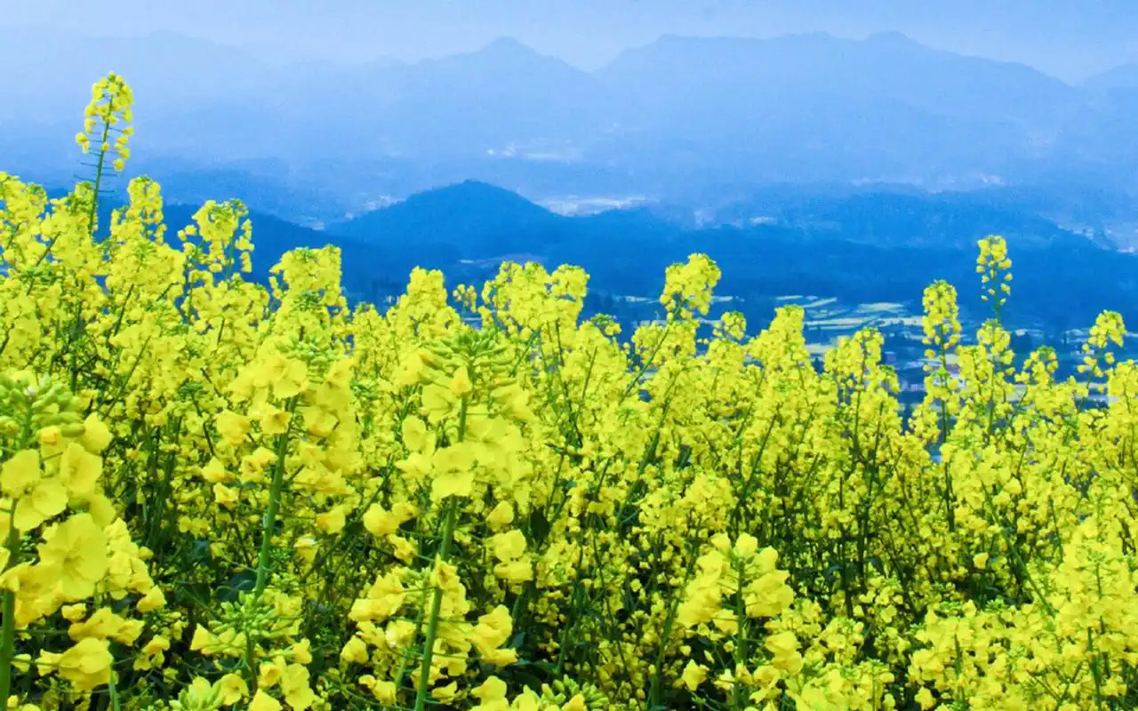 春季唯美油菜花风景图片桌面壁纸
