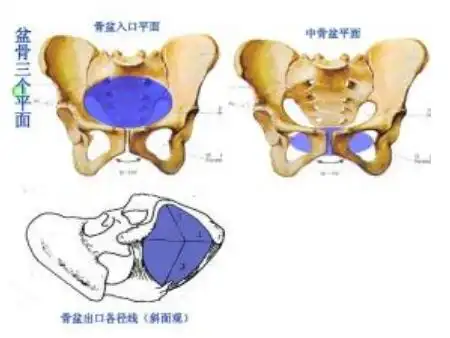 骨产道的组成部分