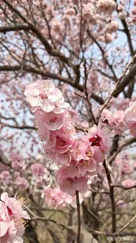 一树团团簇簇粉嫩的杏花,才是最美的春光乍现!