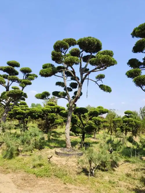 气势不凡造型龙柏