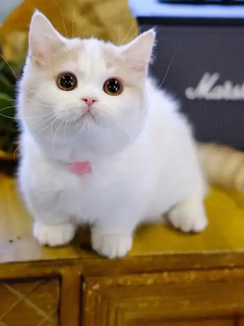 精品乳白梵曼基康矮脚猫曼赤肯短腿猫