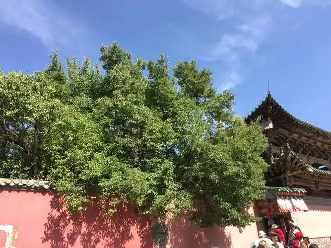 塔尔寺里传奇菩提树,据说是有功德的人才可以看到菩提树叶上的狮子吼