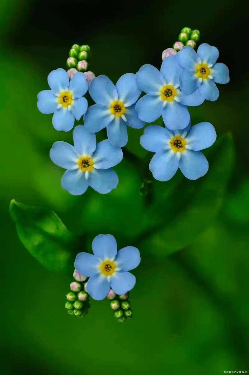蓝色的勿忘我"绿阴生昼静,孤花表春馀"——唐代:韦应物