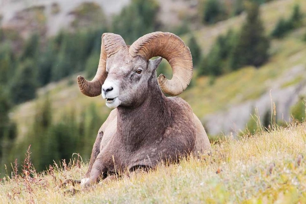 盘羊生活于高海拔的山地羊拥有最长盘角可达145米