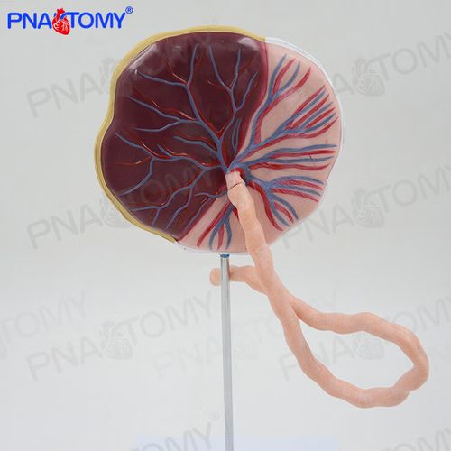 仿真医学人体胎盘带脐带模型脐动脉妊娠胚胎脐带妇产科计生标本 科