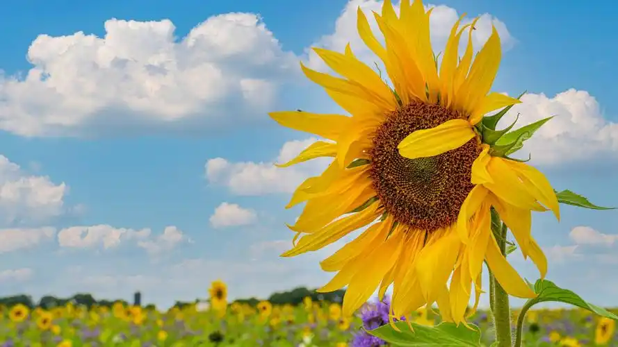 ipad平板壁纸|ipad|壁纸|平板_新浪新闻