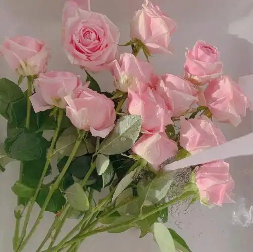 朋友圈背景图花朵