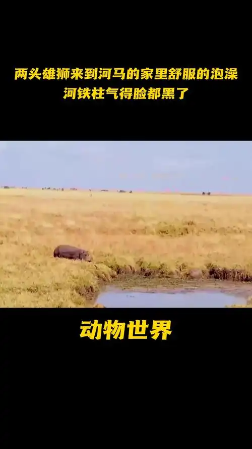 两头雄狮来到河马的家里舒服的泡澡,河铁柱气得脸都黑了