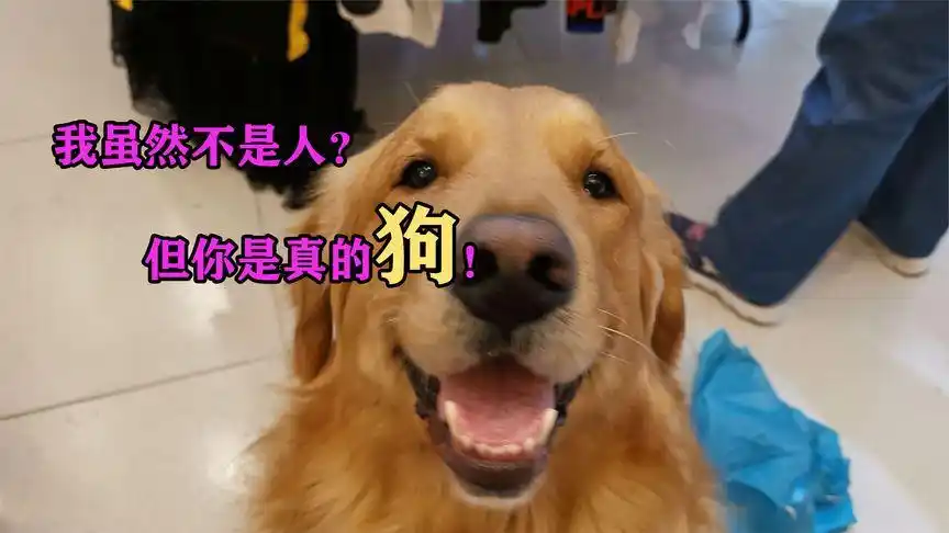 主人用环卫水管给狗洗澡,我虽然不是人?但你是真的狗!