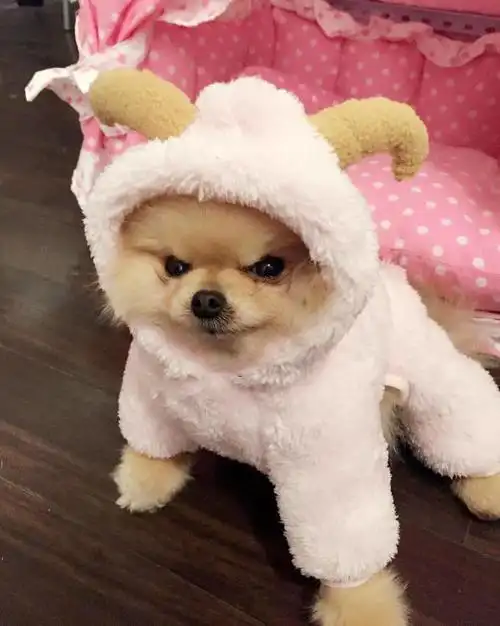 主人家一只可爱的博美,凶萌凶萌的,网友:感觉好怕哦!