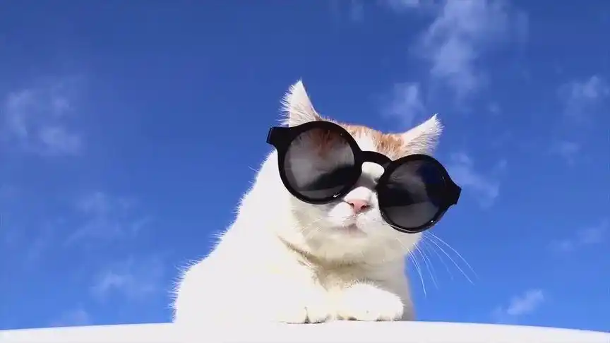 帅气猫咪戴着墨镜映在蓝天上,这会迷倒多少萌妹子啊