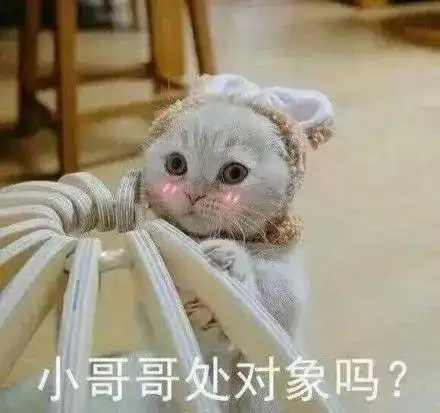 猫咪表情包小哥哥处对象吗