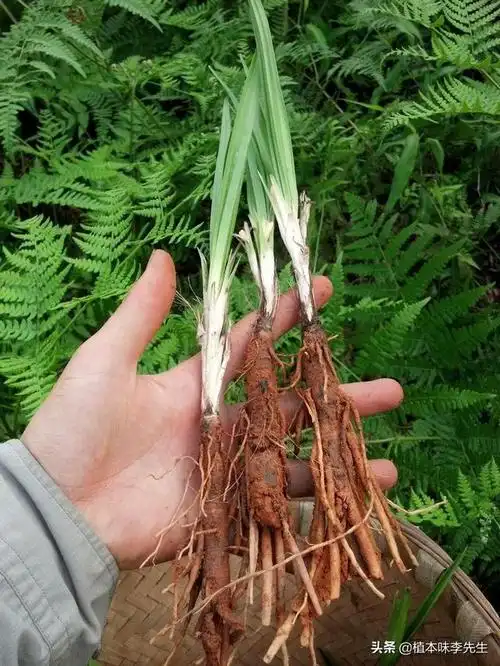 仙茅草有公母吗,怎么区分? - 石塘网