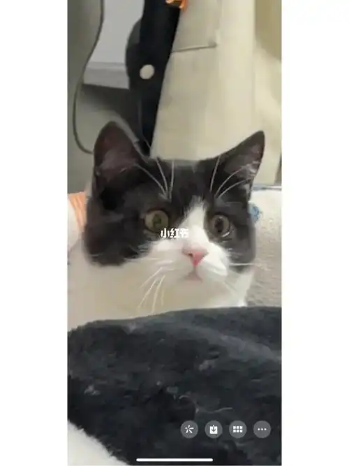 救命98矮脚猫7个多月9斤多要减肥吗