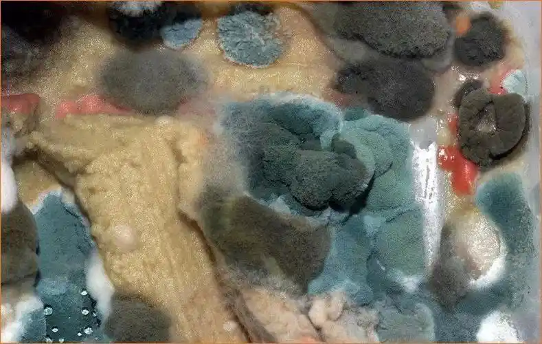 主题:【原创】如何解决食品厂霉菌超标的困扰