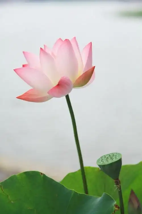 【那些花儿-六月-莲花池荷花】-自然风景论坛-zol中关村在线