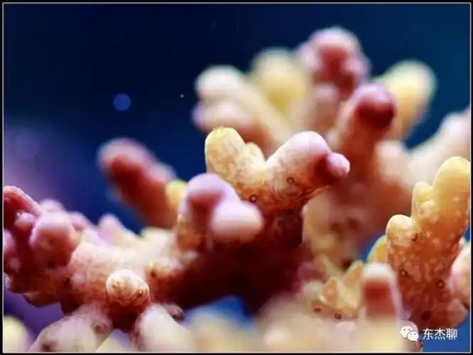 珊瑚缸扁虫的处理