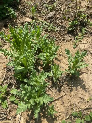 "天目铲毒"在行动,罂粟幼苗无处逃 - 美篇