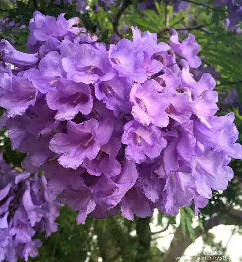 紫色浪漫 摄影: 徐利 配文: 徐利 全部照片都来自我家的三棵 蓝花楹