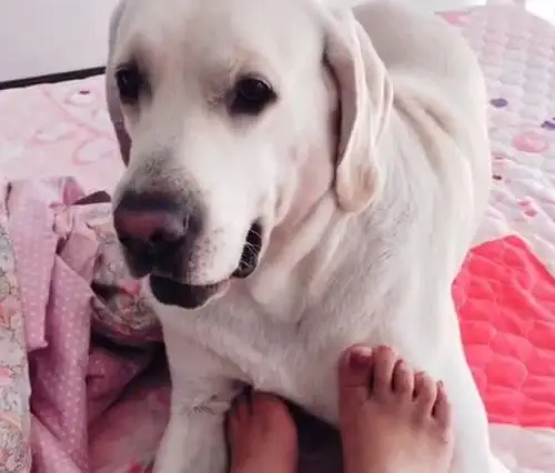 天有点冷,女主人就让拉布拉多帮忙捂脚,随后被狗狗反应暖化啦!