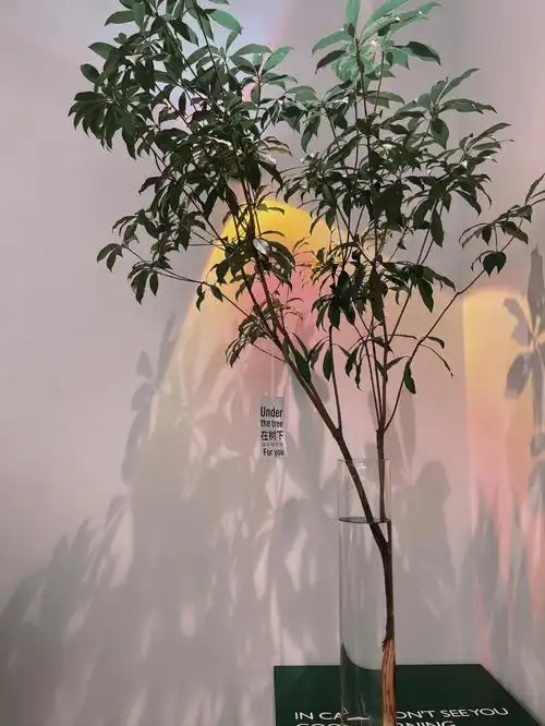 自己拍的几张照片朋友圈背景图