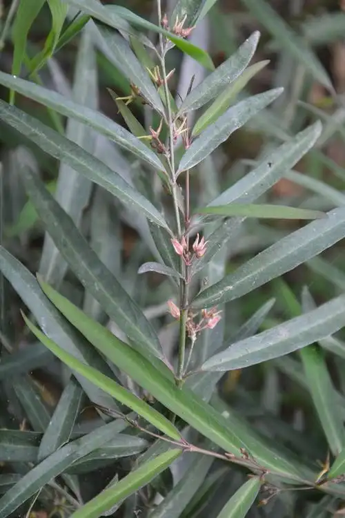 萝藦科 柳叶白前