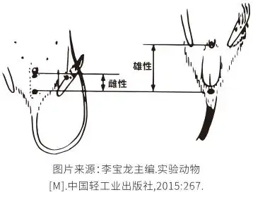 让我看看还有谁不知道怎么判断大小鼠性别及是否怀孕