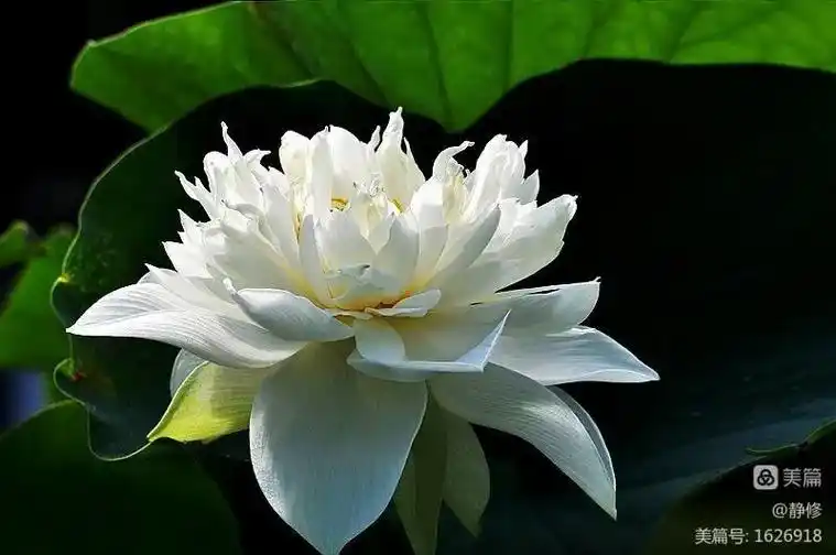 白色的莲花虽没有其他颜色的荷花艳丽妖娆,但白色代 - 抖音