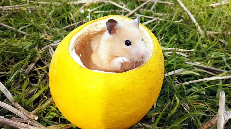 贴心主人担心小仓鼠拍照累了,拿水给仓鼠喝,小仓鼠可爱极了