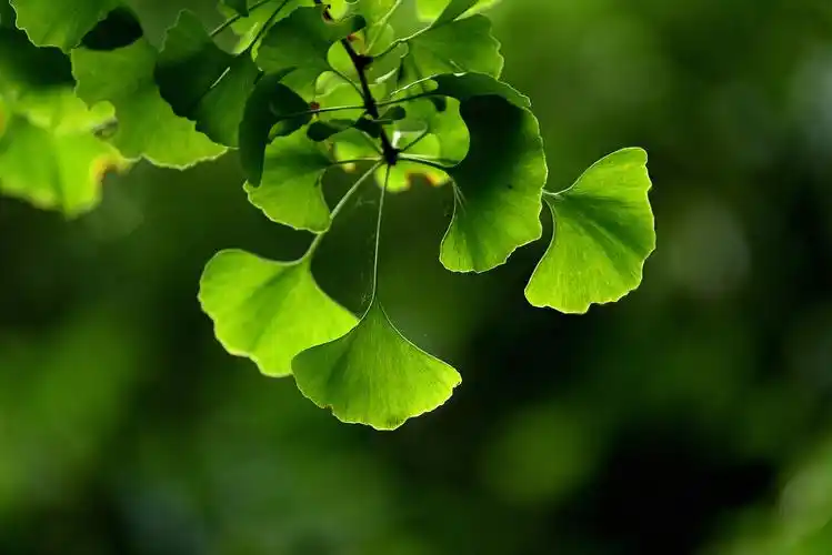 花卉摄影║银杏树叶 - 耄耋一只眼 - 图虫