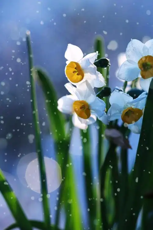 植库用超凡脱俗的水仙开启新一年