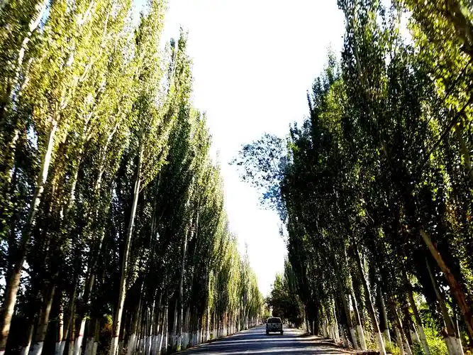 沙海长城之白杨礼赞