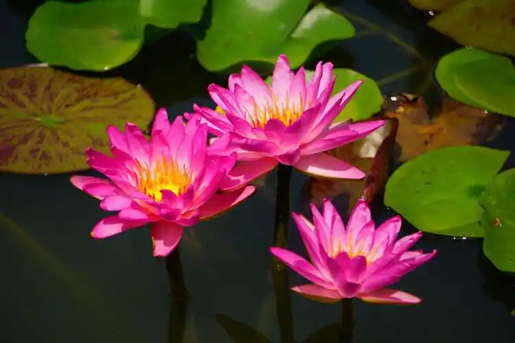 2019年我见到的最漂亮的莲花