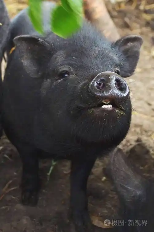 越南黑猪