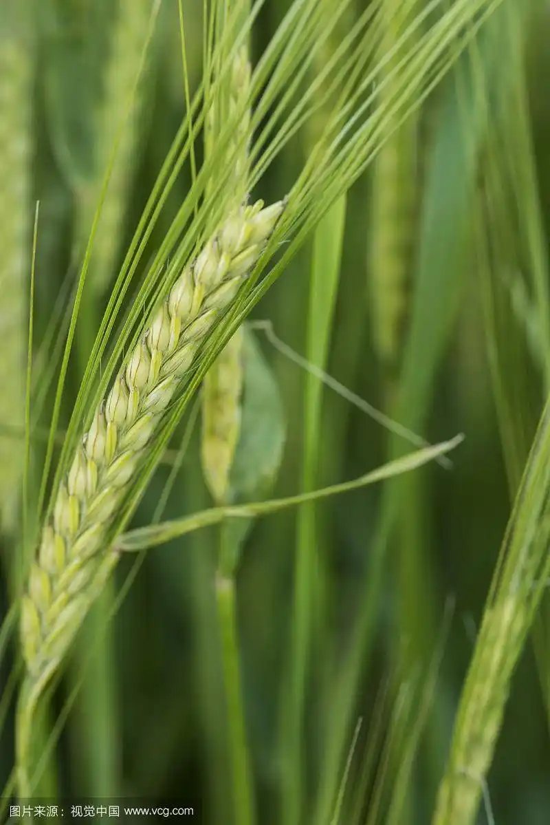 夏季田间大麦穗的特写
