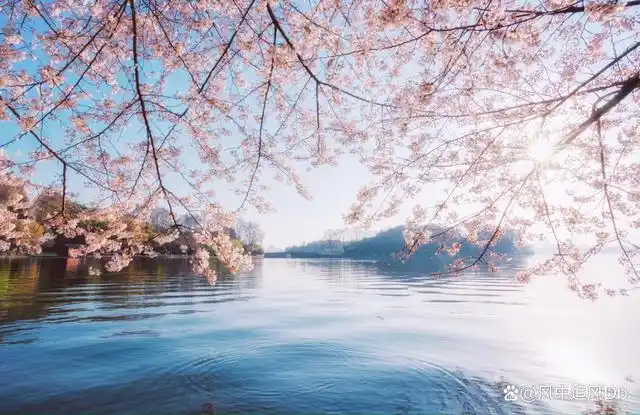 西湖畔迎春赏花,杭州踏青好去处