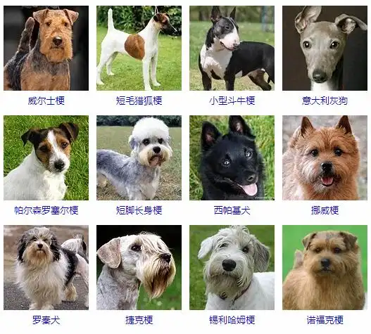 小型犬品种大全小型狗狗图片