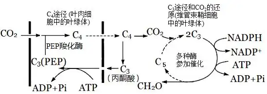 下图为类囊体薄膜上发生的光反应示意图psⅠ和psⅡ分别是光系统Ⅰ和光