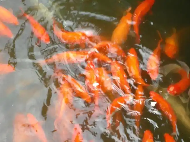 西湖的亭台楼阁-"花港观鱼"拍