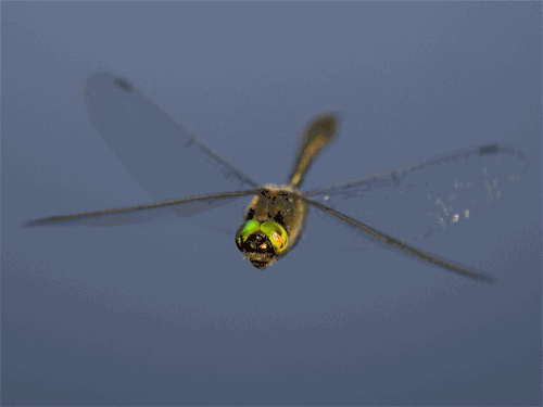 星座生肖天蝎月生日图腾蜻蜓