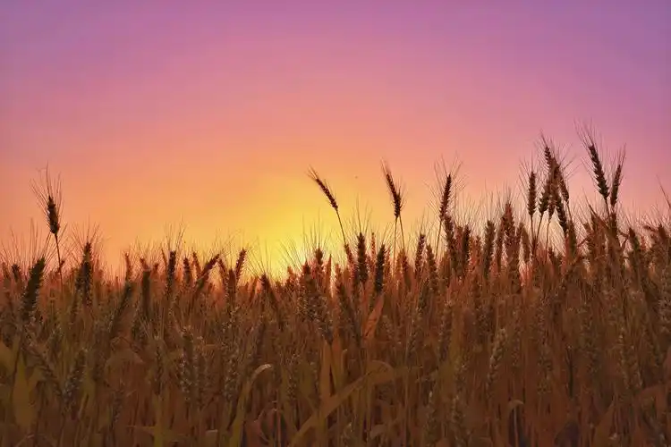 金色麦田,丰收的希望