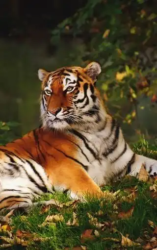 凶猛霸气的老虎图片壁纸 第2页-zol手机壁纸