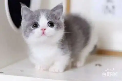 【图】- 东营本地正规猫舍纯种短毛猫 活泼可爱粘人 - 东营河口猫猫 -