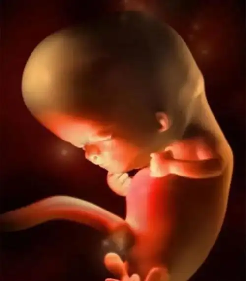 10月胎儿形成全过程8张图带你了解真相感受生命的奇迹