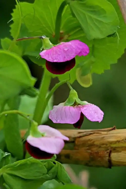 其它 蚕豆花盛开的季节 写美篇这次本来过年想到崇明