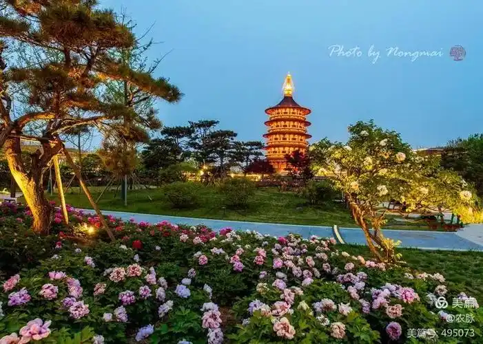 辛丑年洛阳牡丹天香夜染隋唐城